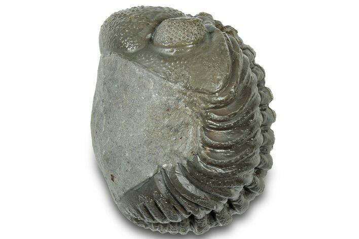 Wide, Partially Enrolled Morocops Trilobite - Morocco #310741